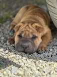 Shar Pei wyjątkowy i piękny chłopiec z Rodowodem FCI