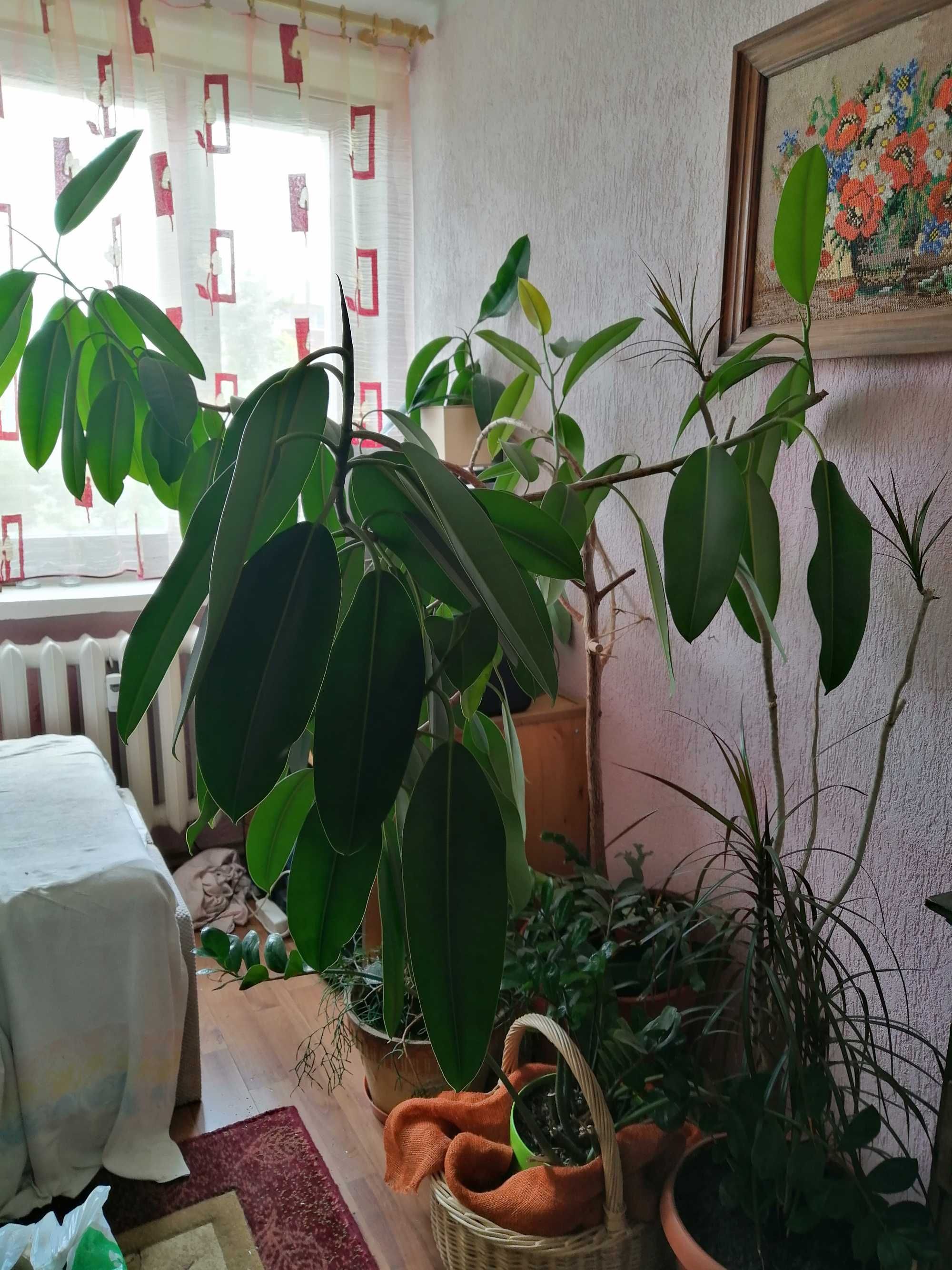 Sprzedam Fikusa wieloletniego