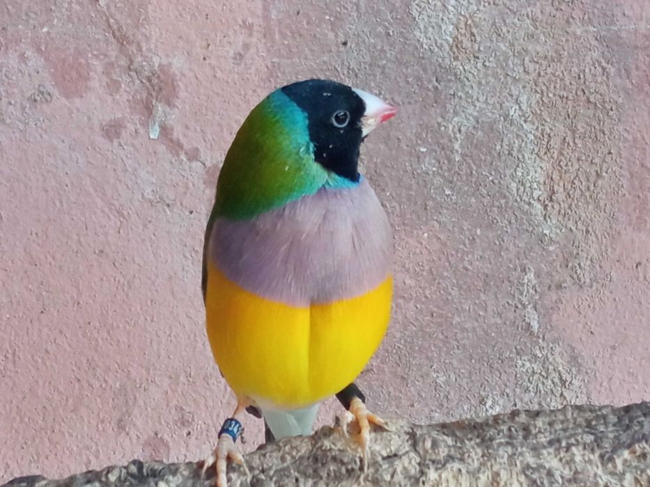 Vendo ou troco Diamantes gould cor verde macho por fêmea