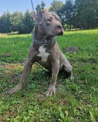 Piękny masywny pies pitbull Silver  ponad roczny
