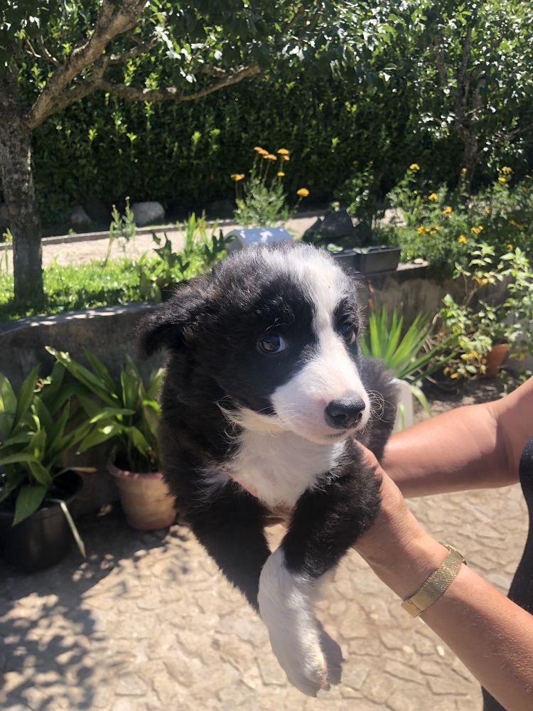 Border collie. Pronto para entrega. Vacinado e desparasitado