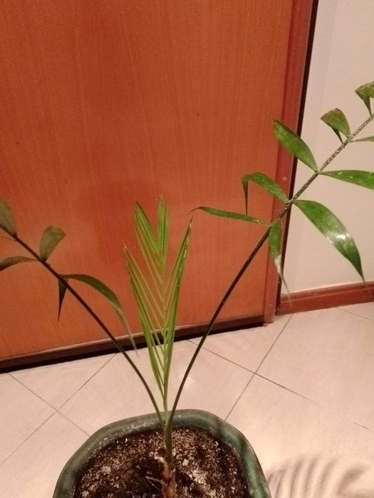 Duas plantas muito bonitas.