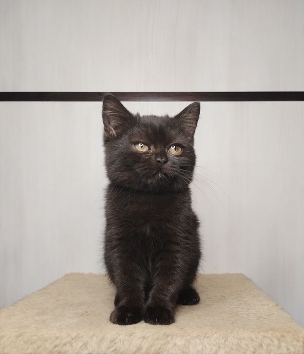 Чистокровний шотландський шоколадний хлопчик з ВАКЦИНАЦІЄЮ