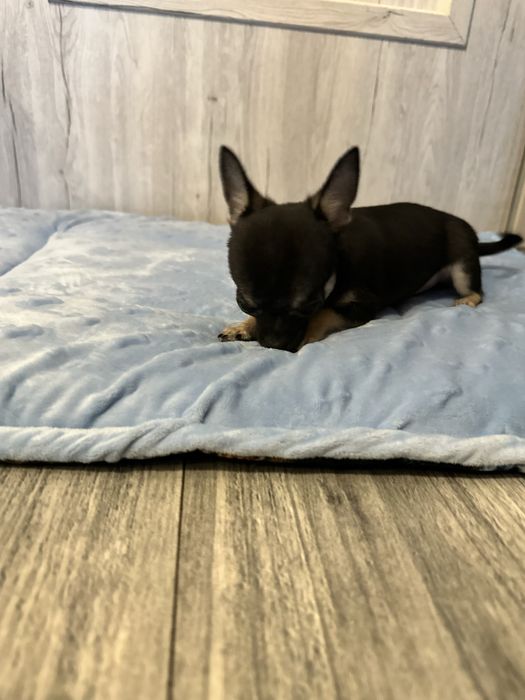 Chihuahua  mini piesek samiec