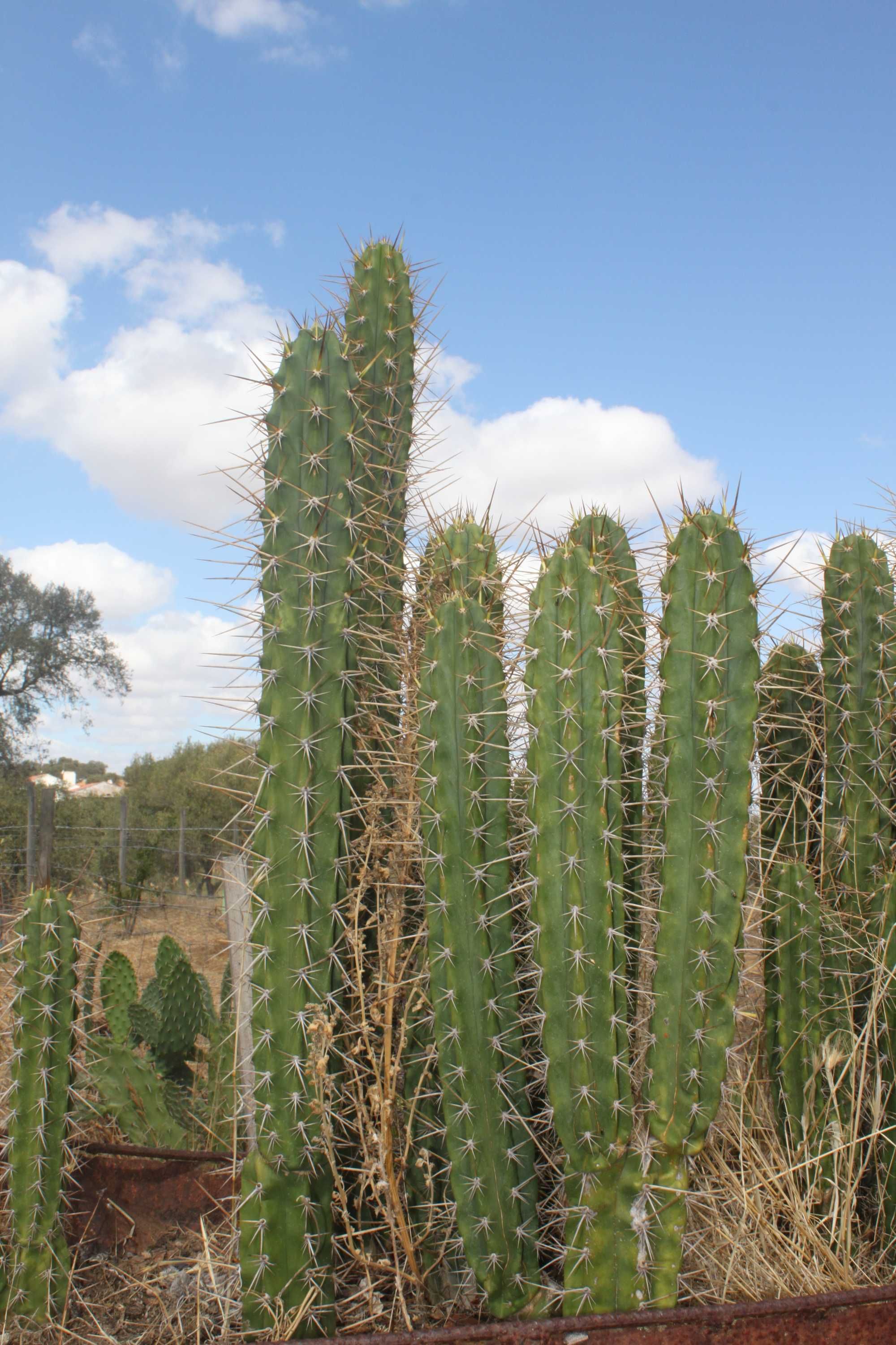 Cactos S. PEDRO..