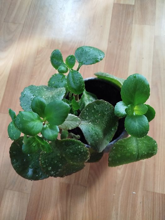 Каланхое червоний,алое Вера