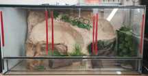 Terrarium dla gekona/węża
