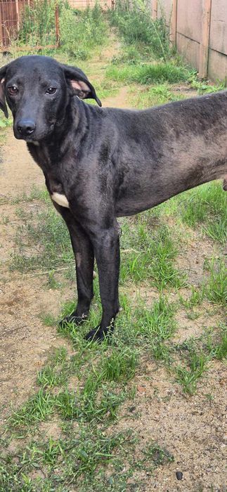 Piesek około 2 lata