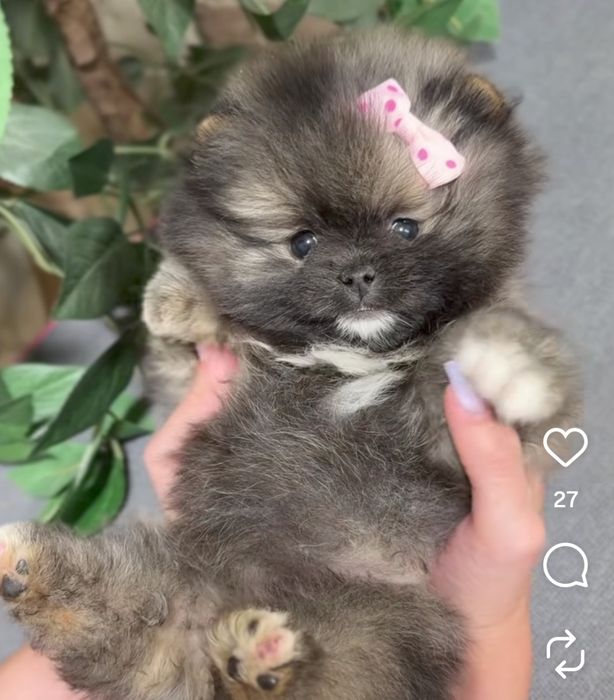 Цуценята шпіци міні