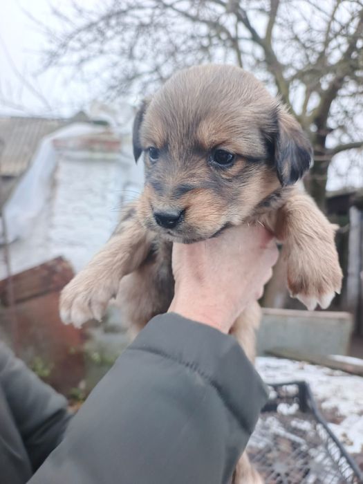 Віддам цуценят безкоштовно