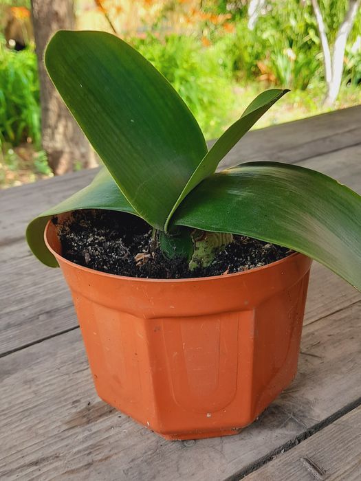 Гемантус (олений язык, тещин язик)