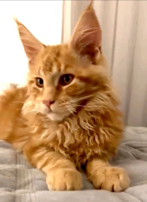 Мейн-кун, хлопчик