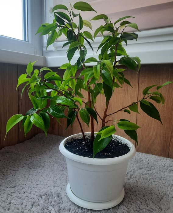 Фікус бенжаміна  в горшку