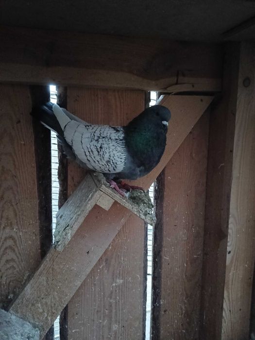 Gołębie ozdobne rysie