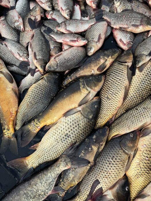 Жива Смачна риба Київ Борщагівка