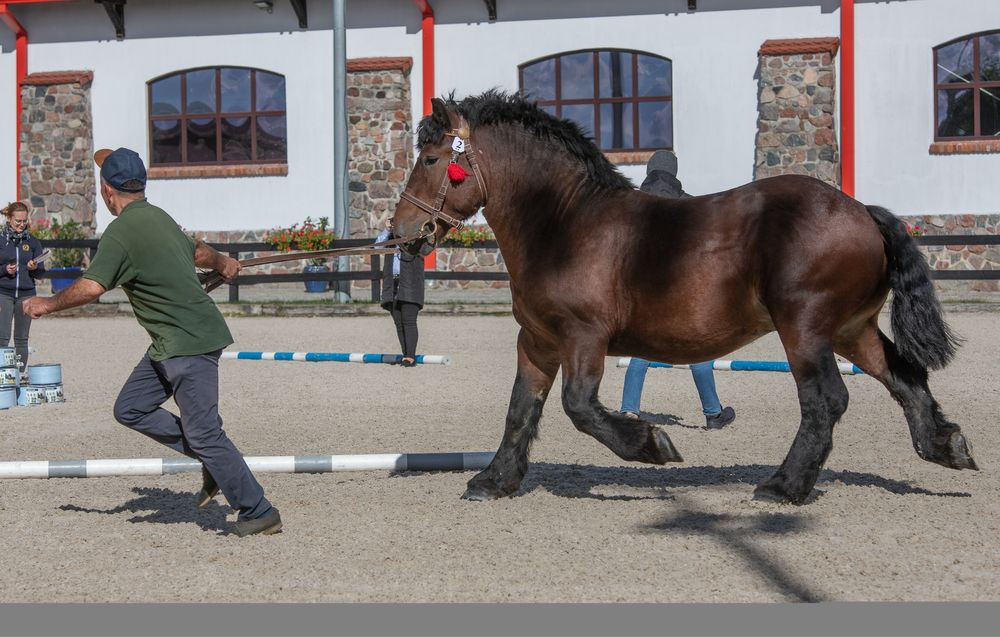 Sprzedam ogiera rasy Arden Polski