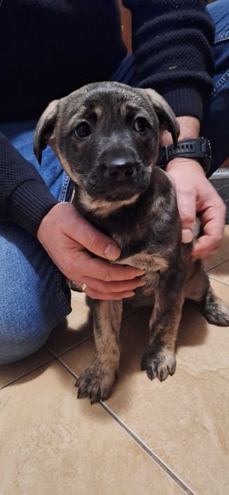 Oddam wesołe szczeniaczki