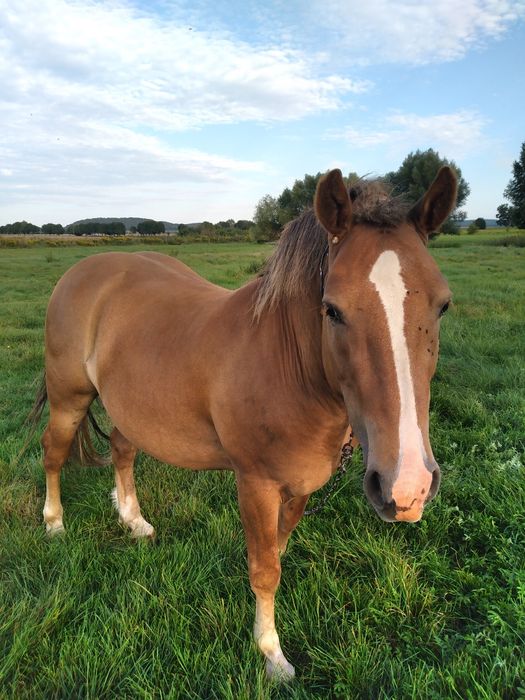 Продам коня. Новоалександровский ваговоз