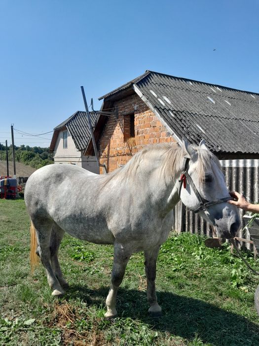 Продам кобилу, 6 років