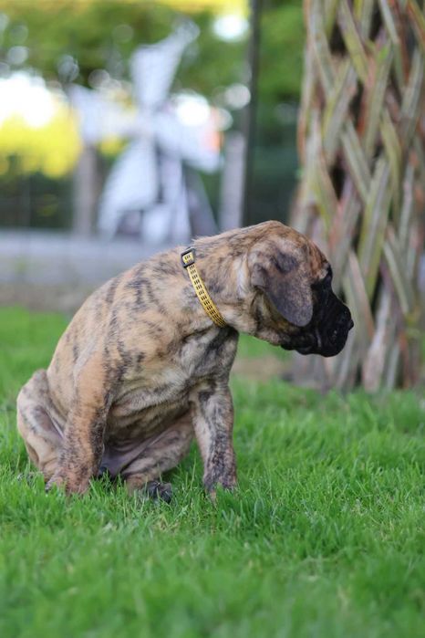 Dog niemiecki szczenię