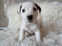 Jack Russell Terrier piesek gładkowłosy 1#