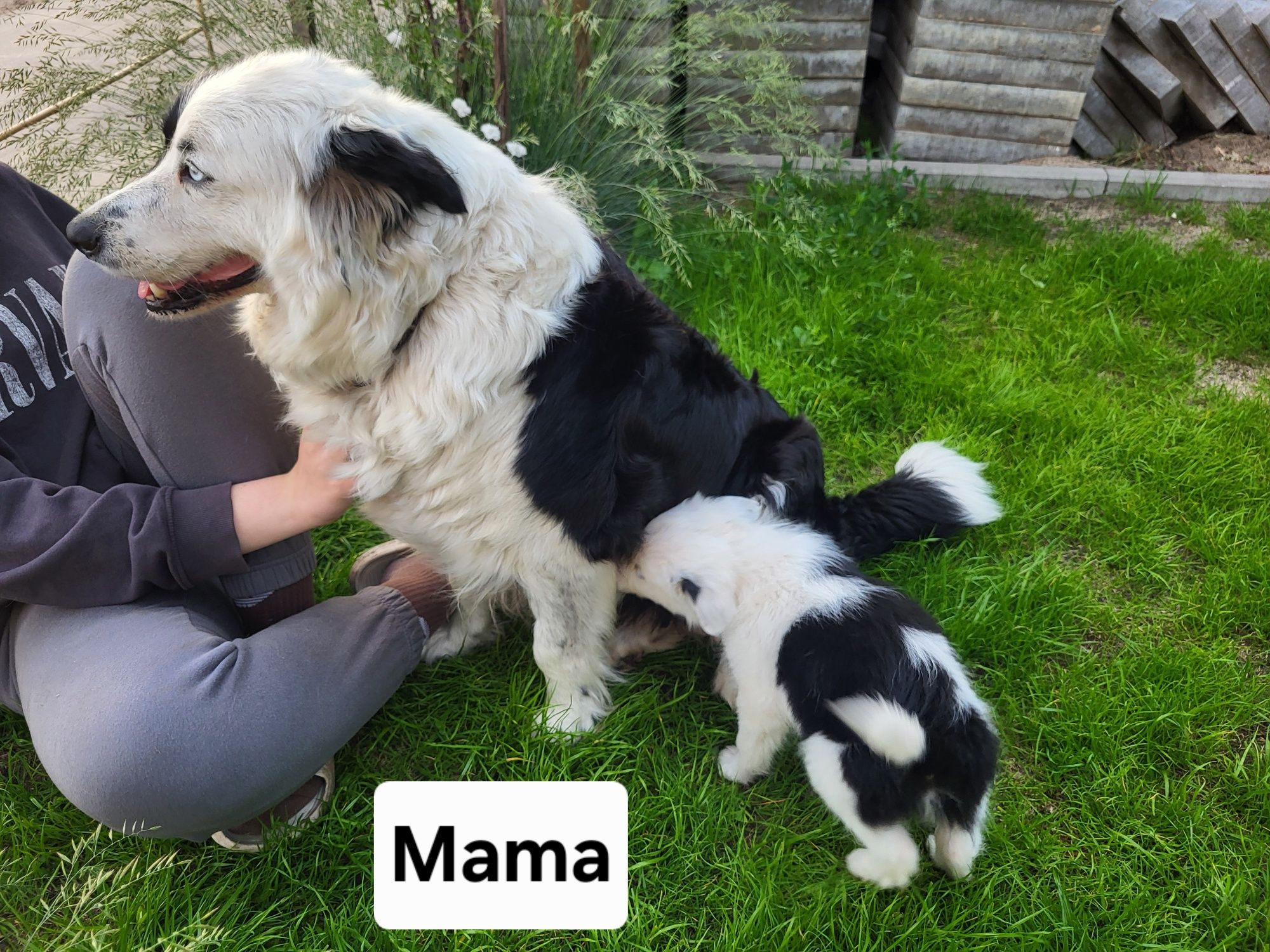 Border Collie - przytulas Samczyk - chip, rodowód, WKU, PPK