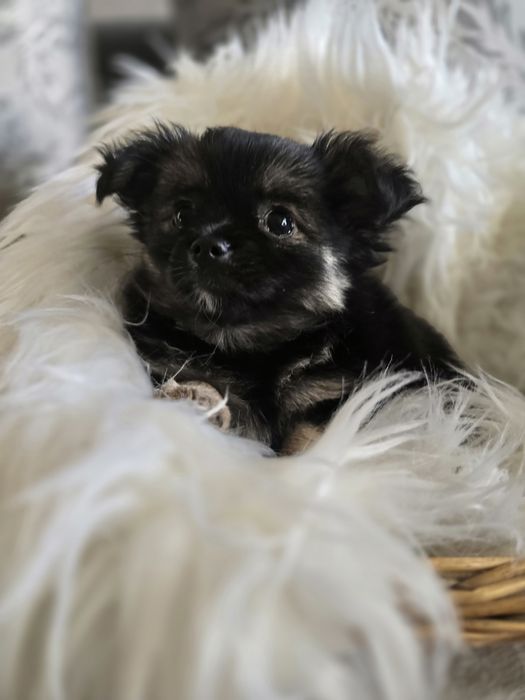 Śliczna długowłosa suczka rasy Chihuahua