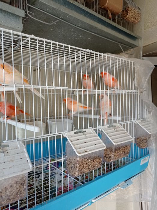 Vendo canários mosaicos vermelhos