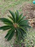 Vendo sicra grande.
