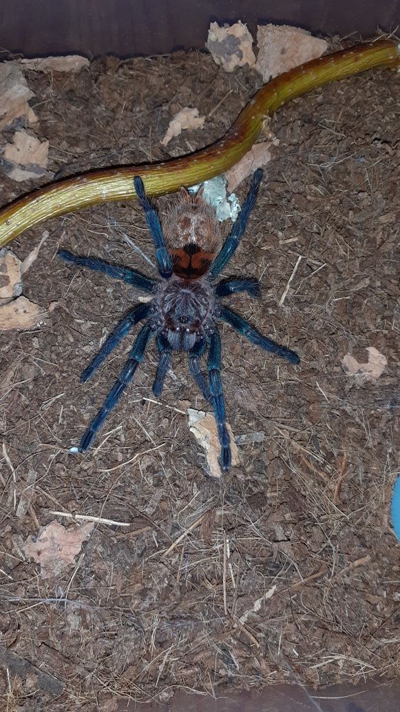 Chromatopelma cyaneopubescens SAMICA