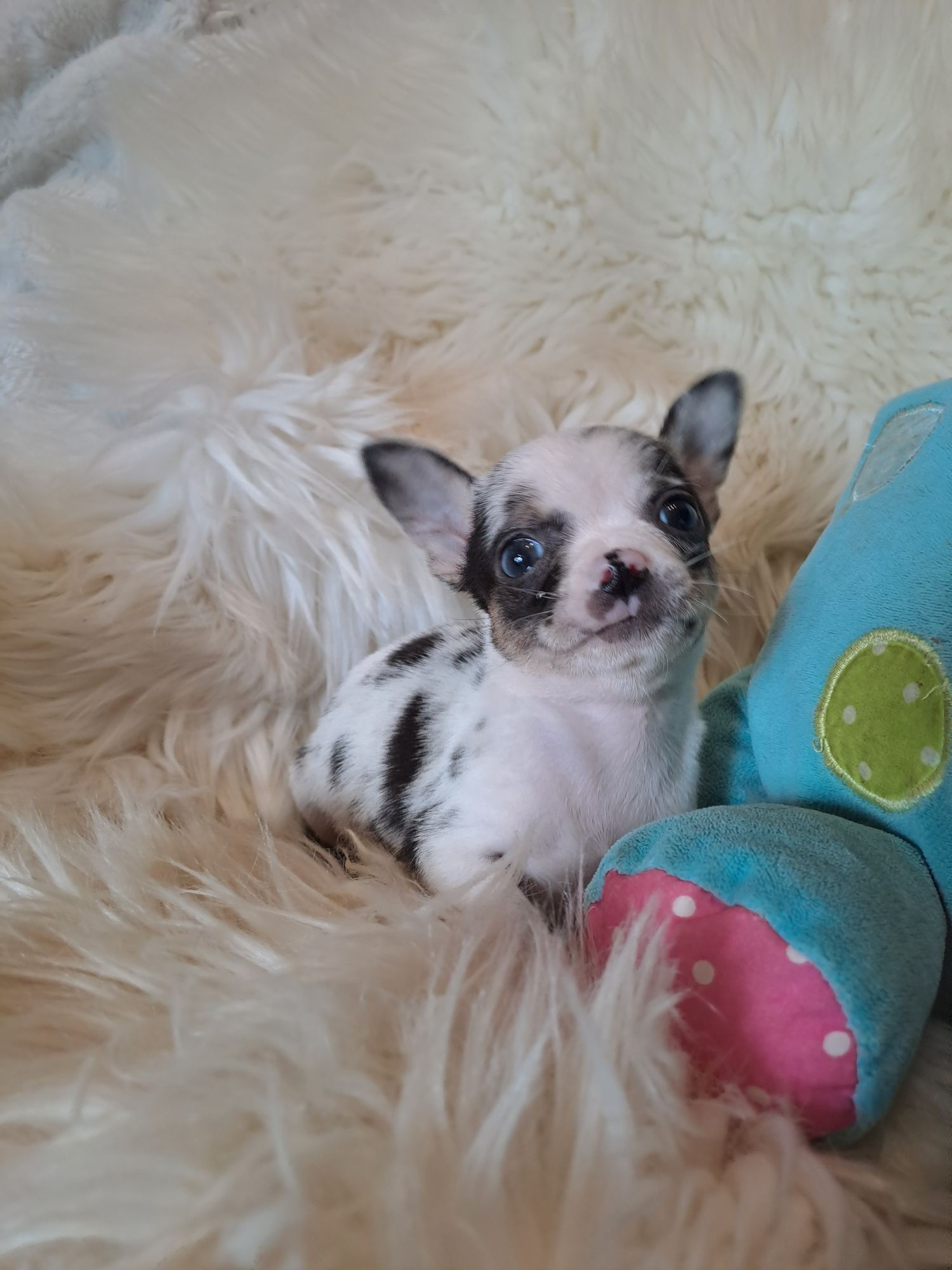 **KAYKO**chihuahua piesek merle gotowy do zmiany opiekuna