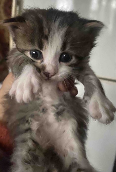 Котята бесплатно