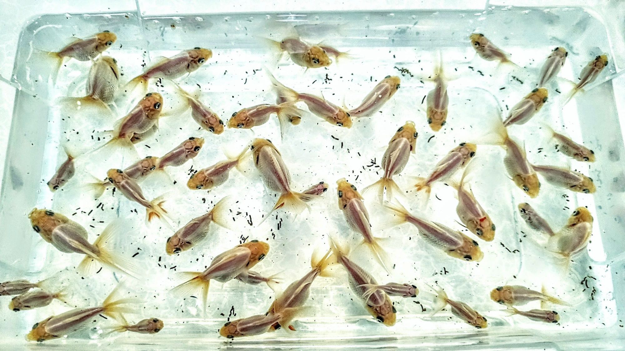 Goldfish ,,oranda  white body,,  welonka welonek welonki welon biały