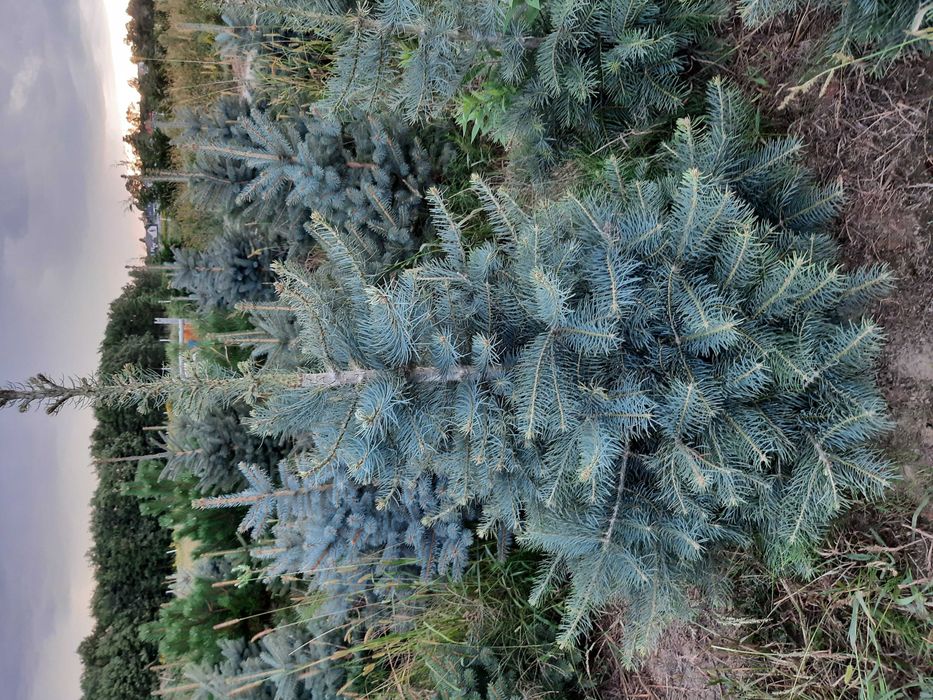 Jodła Kalifornijska, Koreańska, Fraseri,kałukaska wys.od 100cm -250cm,