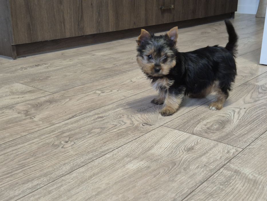 York sunia dwumiesięczna