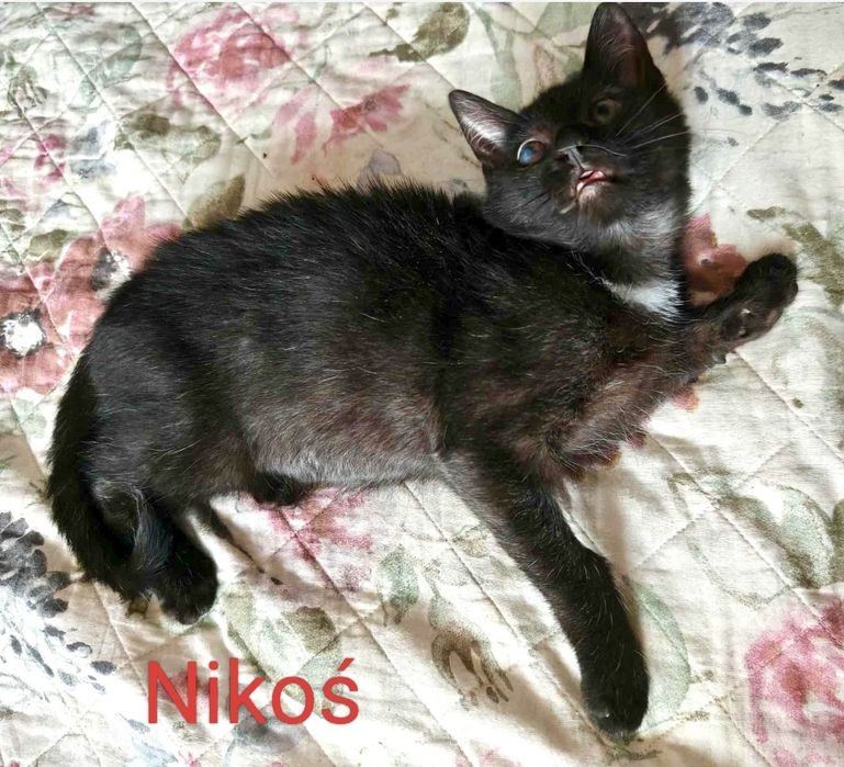 Cudowny Nikoś błaga o dom ...