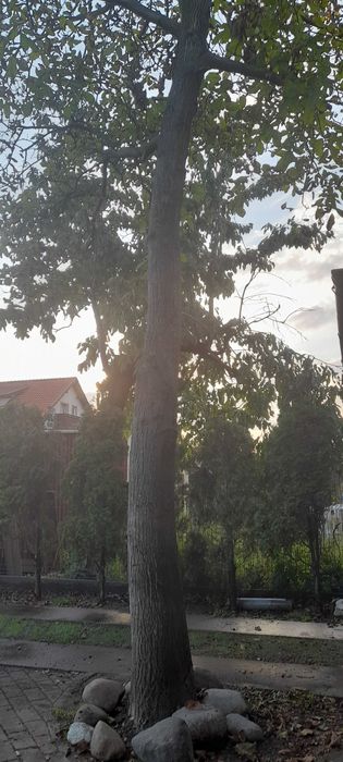 Drzewo orzech włoski