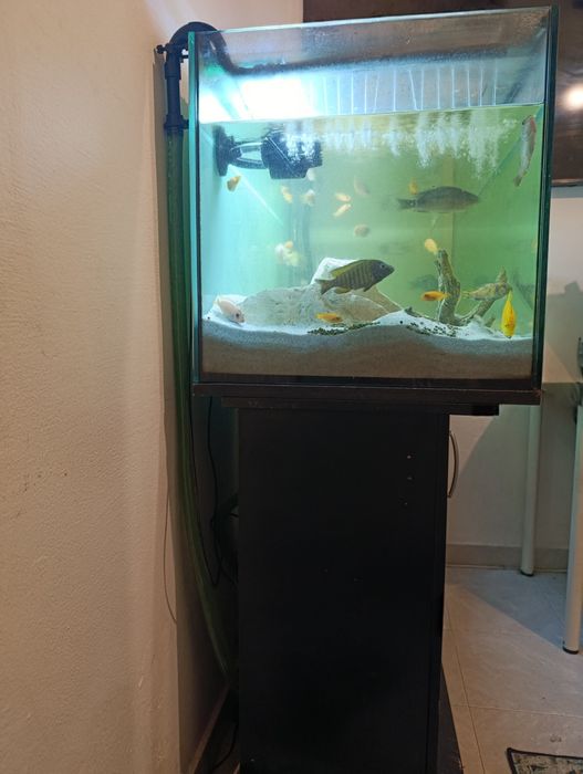 Aquário com movel