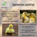pisklęta kaczki, gęsi, perliczki, indyki, kury