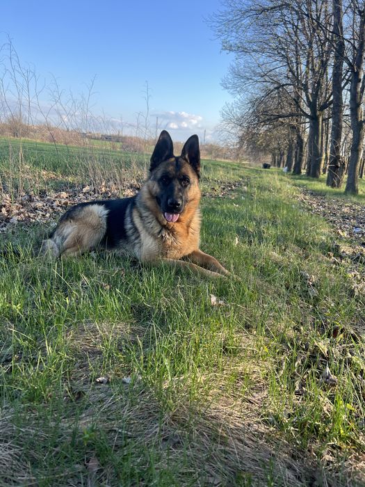 Цуцики Німецькоі  вівчаркі 12.08 ДР