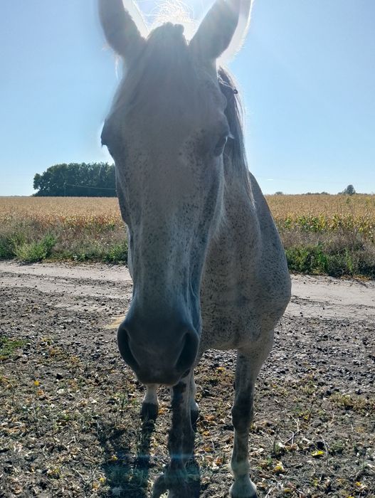 Продам жеребців коней кінь