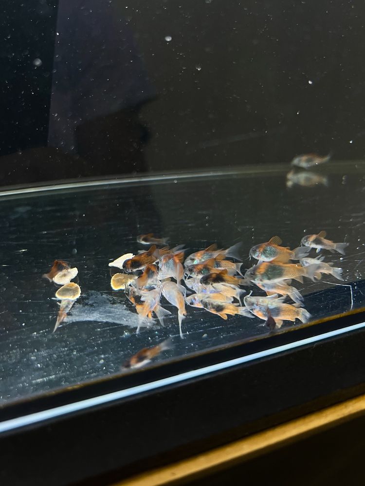 Corydora Orange Venezuela - criação nacional