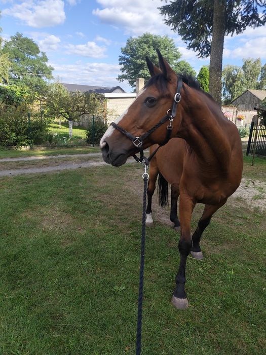 Dzierżawa, udostępnie konia do jazdy