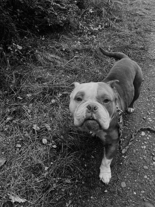 Oddam psa marki american bully