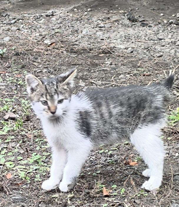 Oddam kotki w dobre ręce