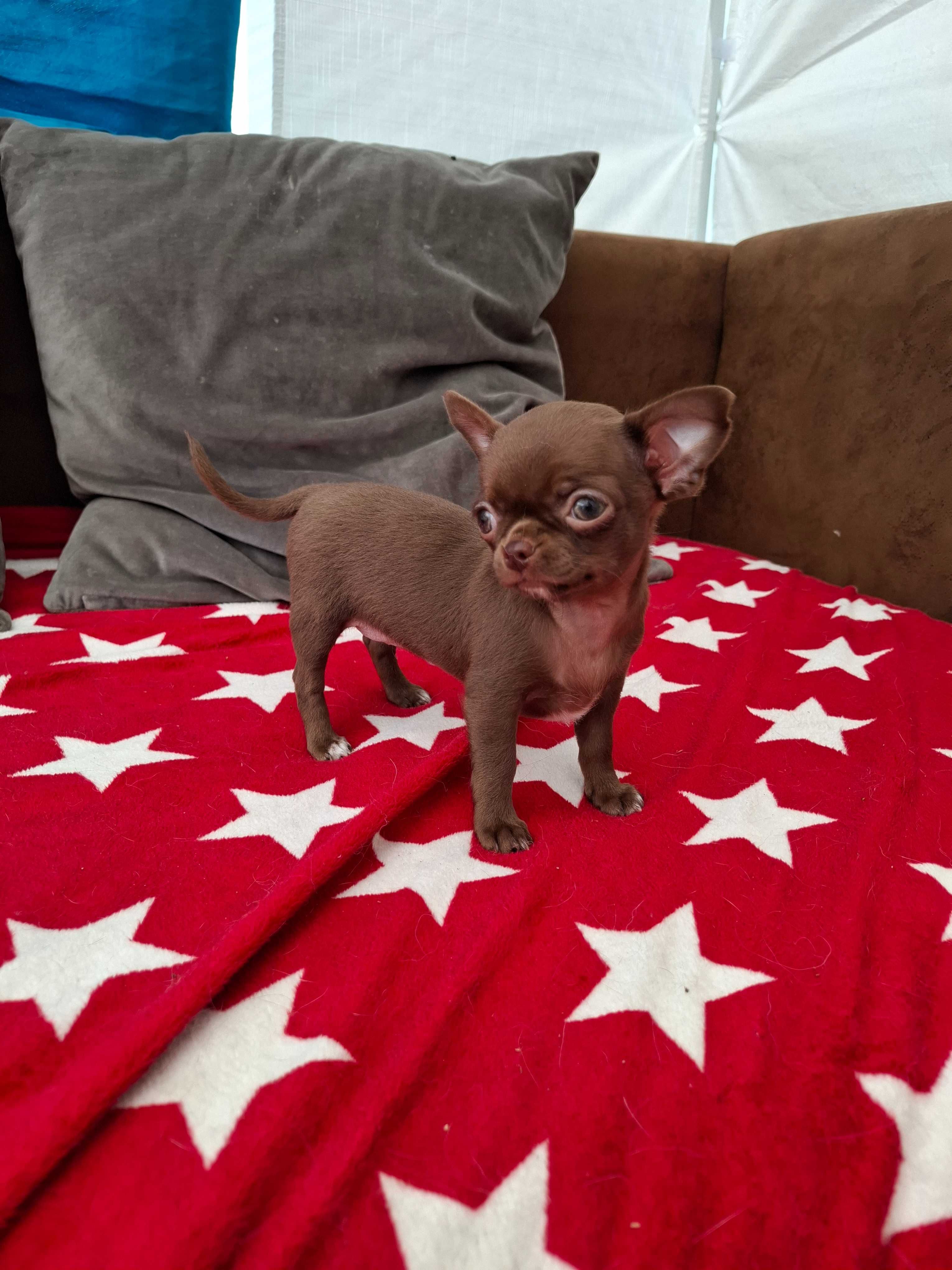 Chihuahua sunia maleńka, gotowa do odbioru