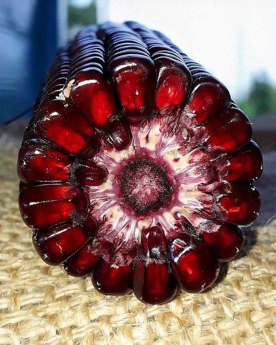 MILHO RUBY VERMELHO - Adaptado a Portugal