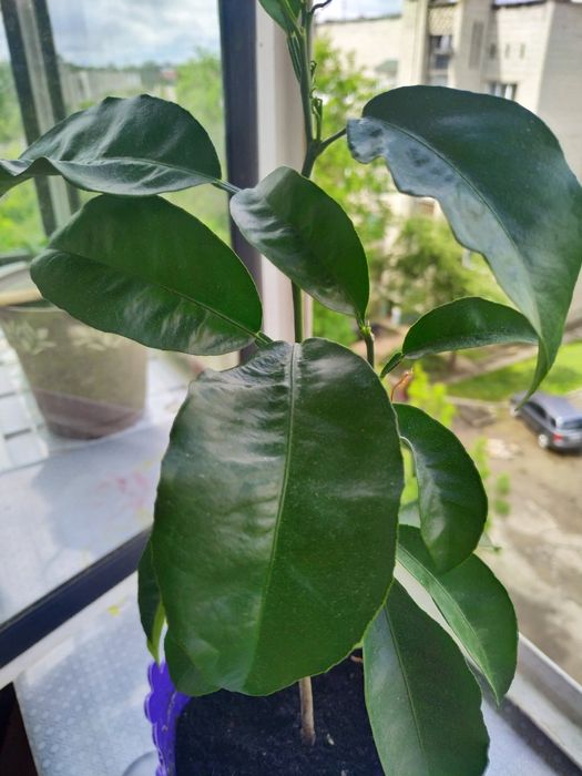 Продам мандарин в горщику