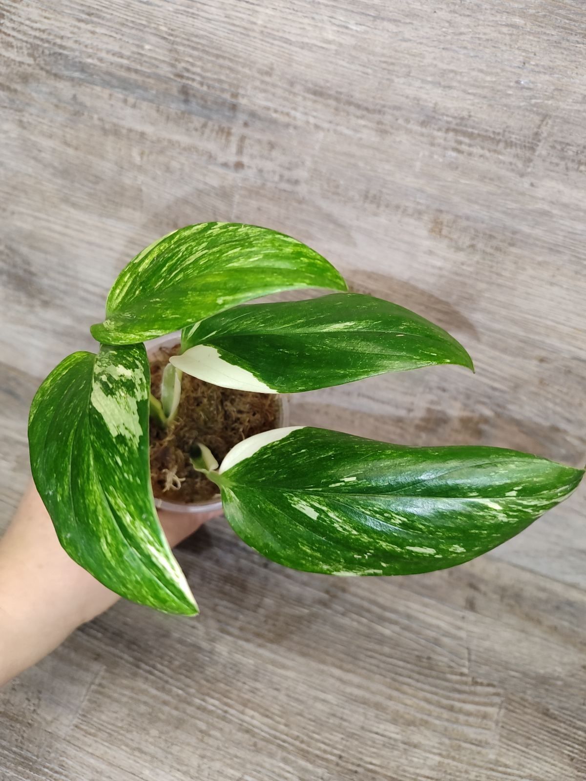 Monstera Standleyana yellow variegated