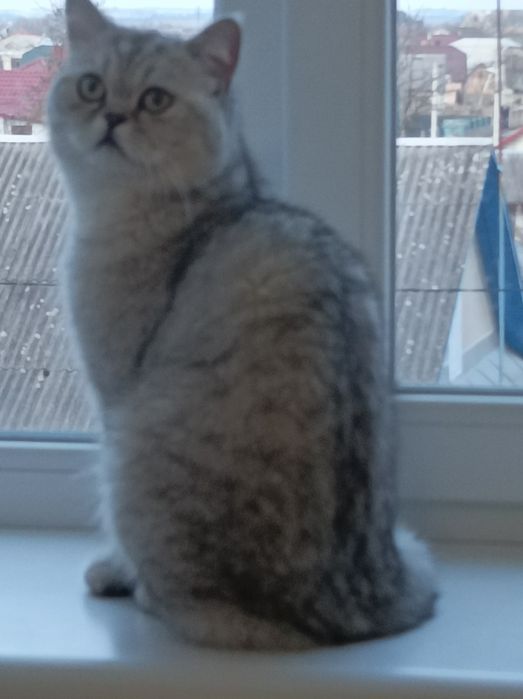 В'язка. Британська шиншила.